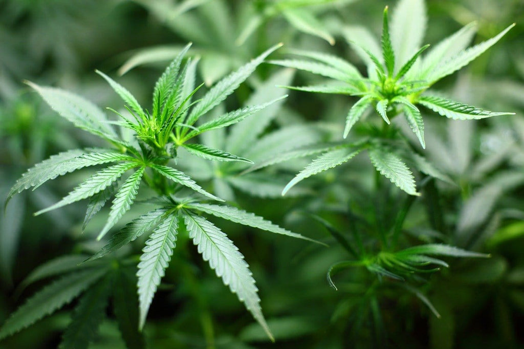 does marijuana cause hair loss